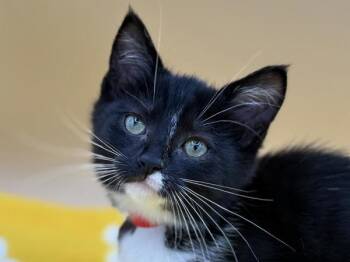Gia -  Domestic Short Hair Cat for Adoption in Portland, Oregon - Gia | PetCurious