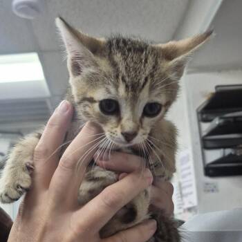 Domestic Short Hair Cats Available for Adoption in Newark, New Jersey - Derby Rose | PetCurious
