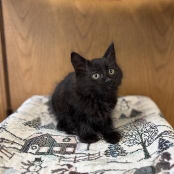 Adagio -  Domestic Long Hair Cat for Adoption in Fargo, North Dakota - Adagio | PetCurious