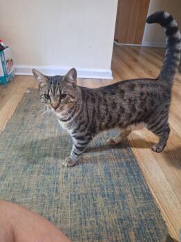 Sunshine -  Savannah Cat for Adoption in Wantage, New Jersey - Sunshine | PetCurious