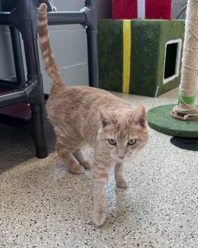 Domestic Short Hair Cats Available for Adoption - April - Sponsored By Jane Bicquette | PetCurious