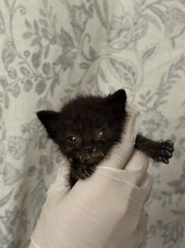 BEAN -  Domestic Short Hair Cat for Adoption in Riverside, California - BEAN | PetCurious