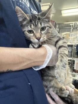 Rescue Domestic Short Hair Cats for Adoption in Morristown, New Jersey - Daisy | PetCurious