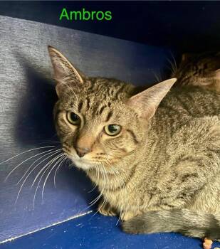 AMBROS -  Domestic Short Hair Cat for Adoption in Muskegon, Michigan - AMBROS | PetCurious