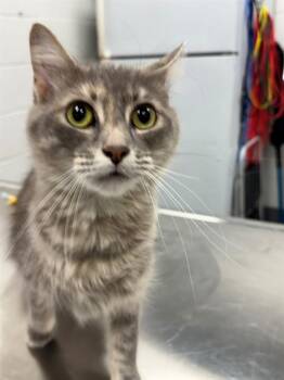 RUTABEGA -  Domestic Medium Hair Cat for Adoption in Peoria, Illinois - RUTABEGA | PetCurious