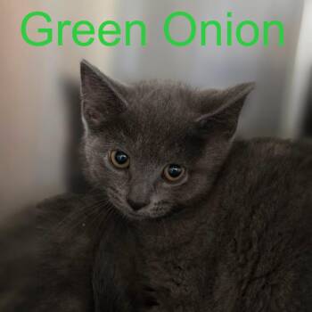 Green Onion -  Russian Blue and Domestic Short Hair Cat for Adoption in Carmel, Indiana - Green Onion | PetCurious