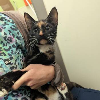 Mochi -  Domestic Short Hair Cat for Adoption in Lynchburg, Virginia - Mochi | PetCurious