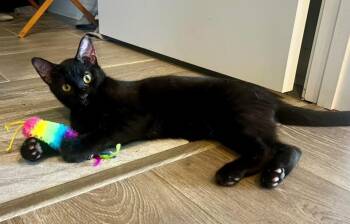 Rescue Domestic Short Hair Cats for Adoption in Glen Raven, North Carolina - MILO | PetCurious