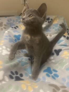Rescue Domestic Short Hair Cats for Adoption in Knoxville, Tennessee - Fila | PetCurious