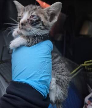 Domestic Short Hair Cats Available for Adoption in San Antonio, Texas - SIMONE | PetCurious