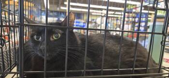 Domestic Short Hair Cats Available for Adoption in Dublin, Ohio - Camellia | PetCurious