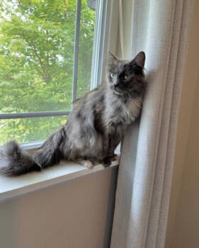 Rescue Domestic Long Hair Cats for Adoption in Redmond, Washington - Little Phoebe | PetCurious