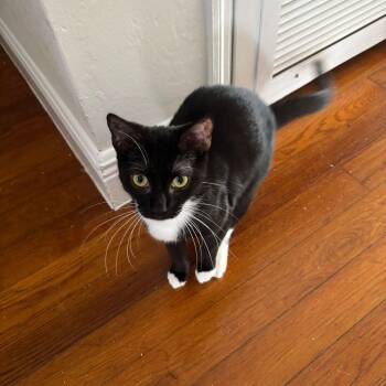 Rescue Tuxedo Cats for Adoption in Miami Beach, Florida - Simona | PetCurious