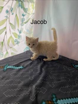 Jacob -  Domestic Medium Hair Cat for Adoption in Macomb, Michigan - Jacob | PetCurious