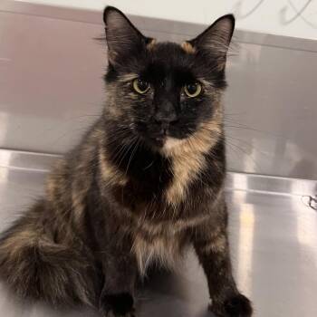 Reggie -  Domestic Long Hair and Domestic Short Hair Cat for Adoption in Washburn, Missouri - Reggie | PetCurious