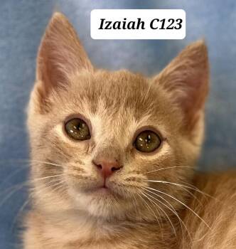Izaiah -  Domestic Short Hair Cat for Adoption in Morganton, North Carolina - Izaiah | PetCurious