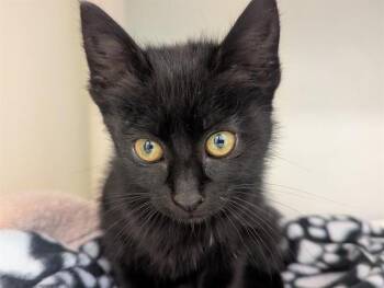 Domestic Short Hair Cats Available for Adoption in Salinas, California - SUMIKO | PetCurious