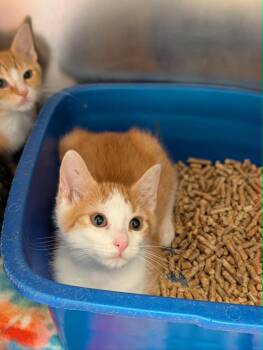 Professor Archimedes -  Domestic Short Hair Cat for Adoption in Chambersburg, Pennsylvania - Professor Archimedes | PetCurious