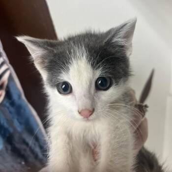 Tootie -  Domestic Short Hair Cat for Adoption in Brownsboro, Alabama - Tootie | PetCurious