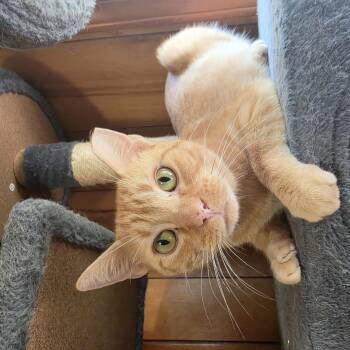 Nala -  Tabby Cat for Adoption in Lawrenceville, Georgia - Nala | PetCurious