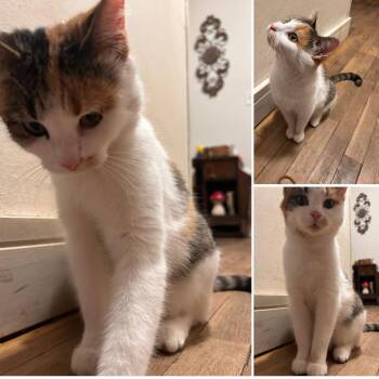 Domestic Short Hair Cats Available for Adoption - Biscuit | PetCurious