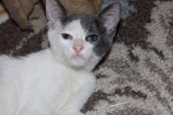 DOODLES -  Domestic Short Hair Cat for Adoption in Tustin, California - DOODLES | PetCurious
