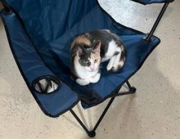 Zoey Solis (courtesy post) -  Domestic Short Hair Cat for Adoption in Stowe, Pennsylvania - Zoey Solis (courtesy Post) | PetCurious