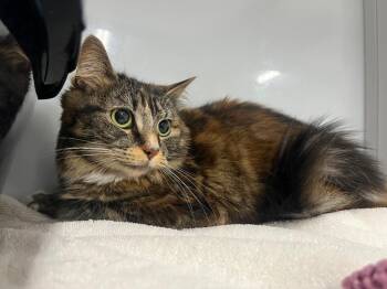 Kiwi -  Domestic Medium Hair Cat Available for Adoption in Raleigh, North Carolina - Kiwi | PetCurious