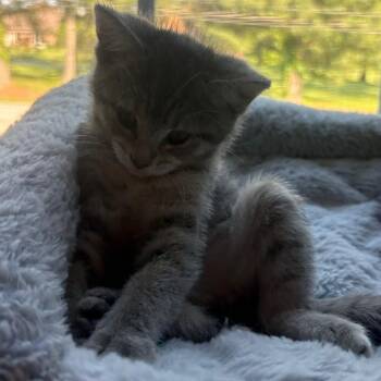 Patricia -  Domestic Short Hair Cat Available for Adoption in La Grange, Kentucky - Patricia | PetCurious