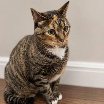 Miss Frizzle -  Domestic Short Hair Cat for Adoption in Wichita, Kansas - Miss Frizzle | PetCurious