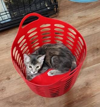 Artemis -  Domestic Short Hair Cat for Adoption in Magnolia, Texas - Artemis | PetCurious