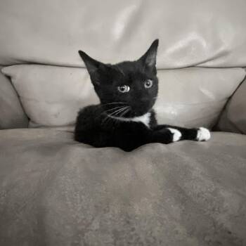 Abraham -  Domestic Short Hair Cat for Adoption in West Palm Beach, Florida - Abraham | PetCurious