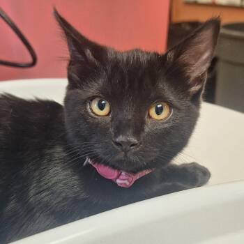 Evanescence - In Foster! -  Domestic Short Hair Cat for Adoption in Flagstaff, Arizona - Evanescence - In Foster! | PetCurious