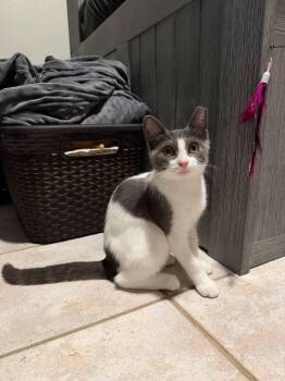 Leia -  Domestic Short Hair Cat for Adoption in St. Cloud, Florida - Leia | PetCurious