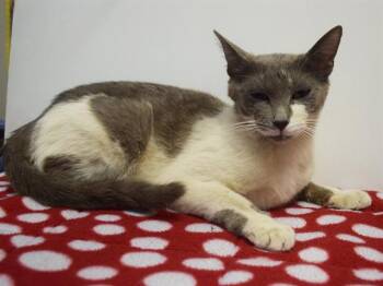 ISLA -  Domestic Short Hair Cat for Adoption in Sacramento, California - ISLA | PetCurious