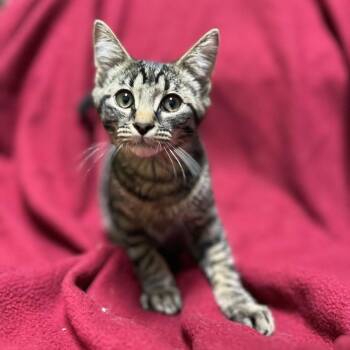 Acorn -  Domestic Short Hair Cat for Adoption in Jackson, Michigan - Acorn | PetCurious