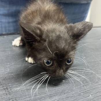 Feisty -  Domestic Short Hair Cat for Adoption in Austin, Texas - Feisty | PetCurious
