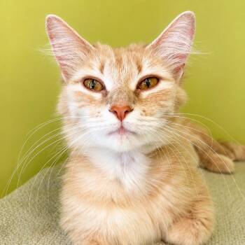Domestic Short Hair Cats Available for Adoption in Pontiac, Michigan - Peaches | PetCurious