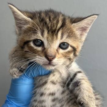 Domestic Short Hair Cats Available for Adoption in Chesapeake, Virginia - Swan Valley | PetCurious