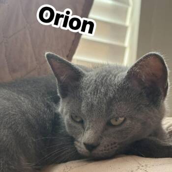 Orion -  Domestic Short Hair Cat for Adoption in Edwardsville, Illinois - Orion | PetCurious