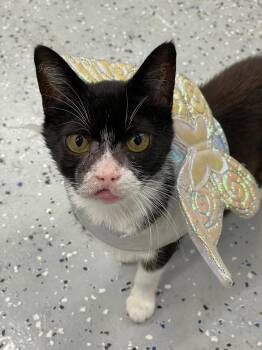 Oleander -  Domestic Short Hair Cat for Adoption in Island Lake, Illinois - Oleander | PetCurious