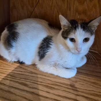 Empire -  Domestic Short Hair Cat for Adoption in Bentonville, Arkansas - Empire | PetCurious