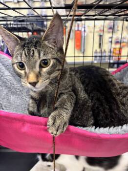 Reed -  Domestic Short Hair Cat for Adoption in Morgan Hill, California - Reed | PetCurious