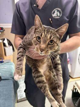 Rescue Domestic Short Hair Cats for Adoption in Statesboro, Georgia - Flippin' Nora | PetCurious