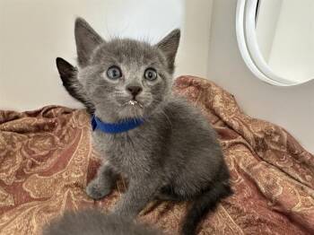 Domestic Short Hair Cats Available for Adoption in Ontario, California - MANTU - ADOPTION PENDING | PetCurious