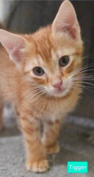 Rescue Domestic Short Hair Cats for Adoption in Plano, Texas - Tigger | PetCurious