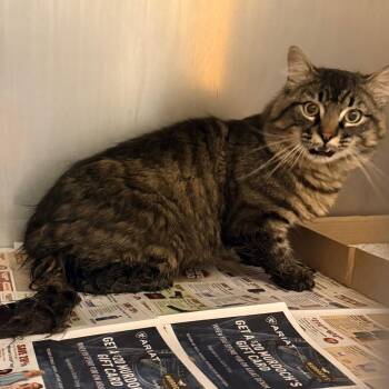 Domestic Short Hair Cats Available for Adoption in Cheyenne, Wyoming - Cheeto Puff | PetCurious
