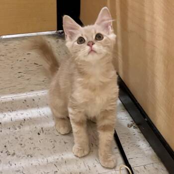 Damascus -  Domestic Medium Hair Cat for Adoption in Richmond, Virginia - Damascus | PetCurious