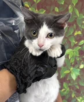 Rescue Domestic Short Hair Cats for Adoption in San Antonio, Texas - Lorenzo | PetCurious