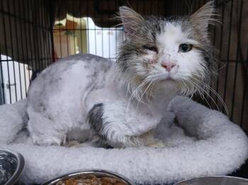 Domestic Short Hair Cats Available for Adoption - Duke | PetCurious